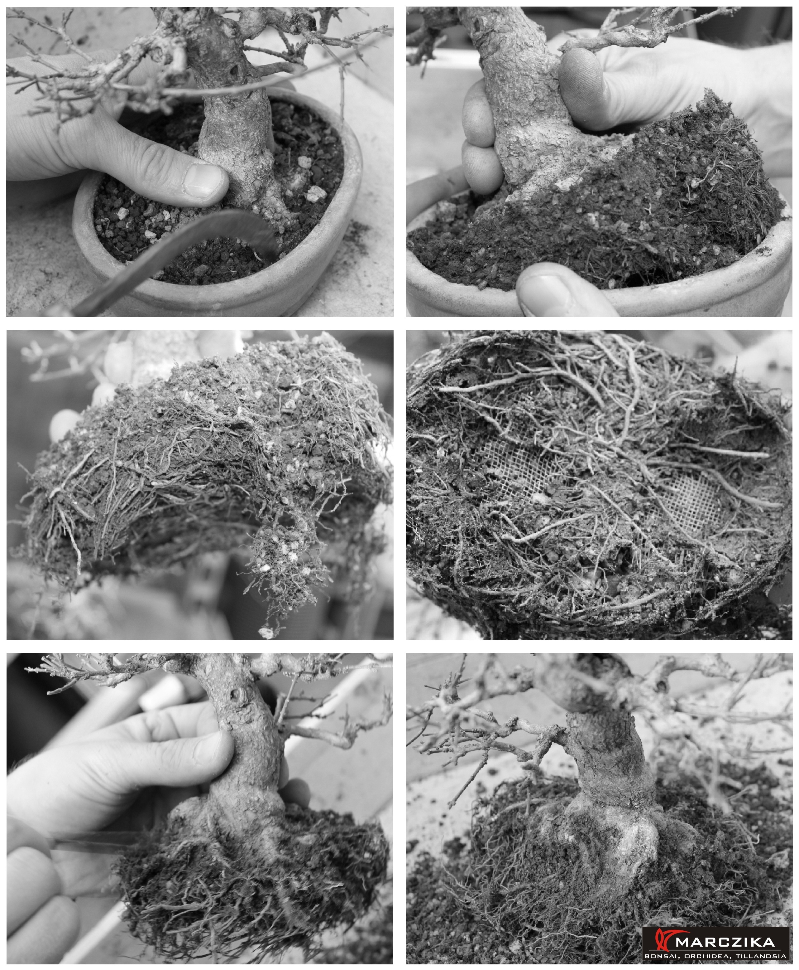 bonsai átültetése, premna japonica, shohin bonsai Shohin méretű Premna japonica bonsai átültetése.